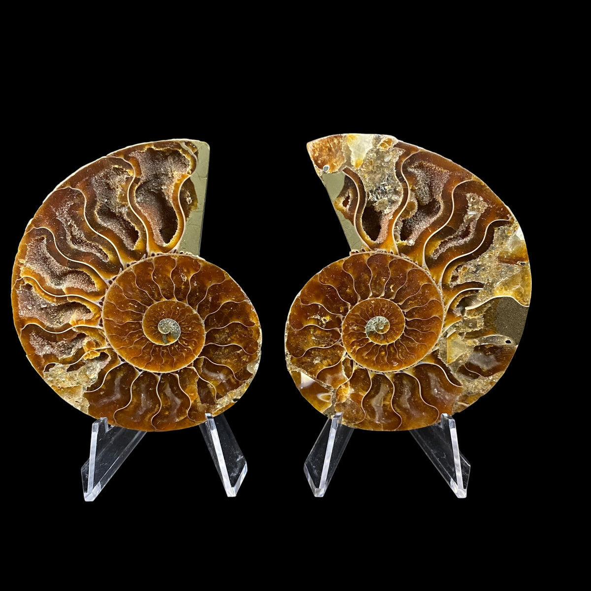 Polished Ammonite Pair from Madagascar with Iridescent Shell
