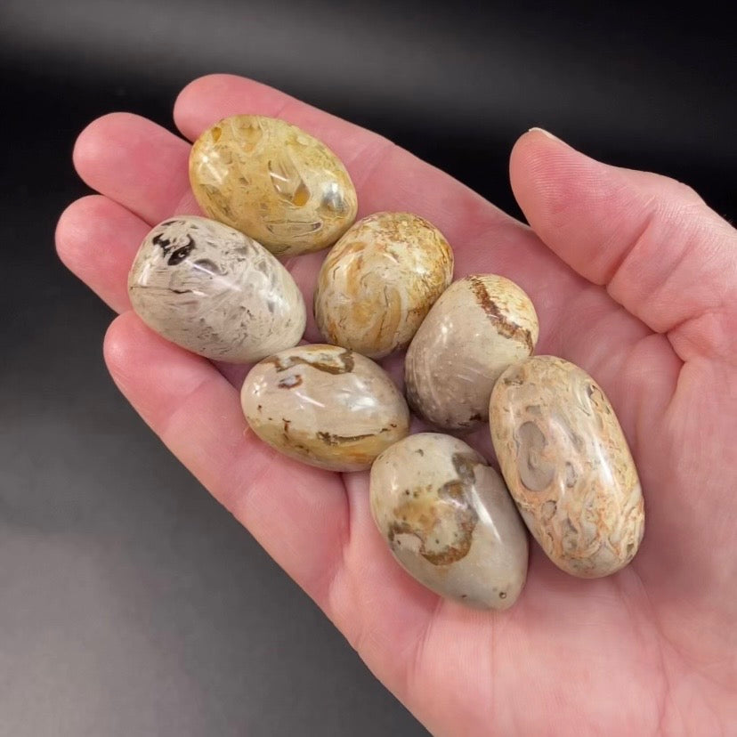 ONE Fossilized Palm Root Tumble Stone