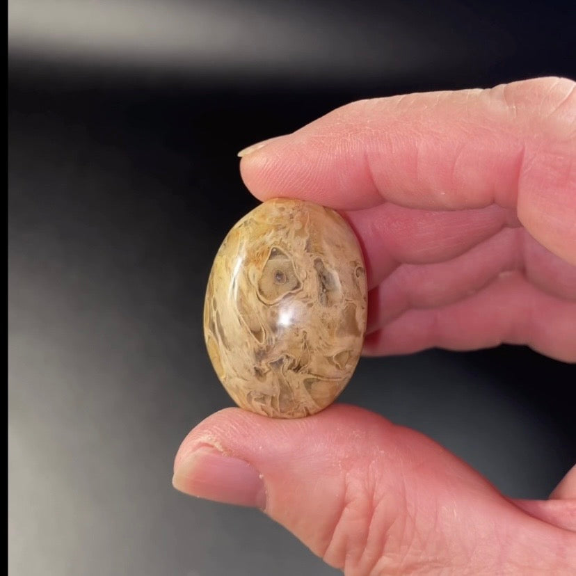 ONE Fossilized Palm Root Tumble Stone