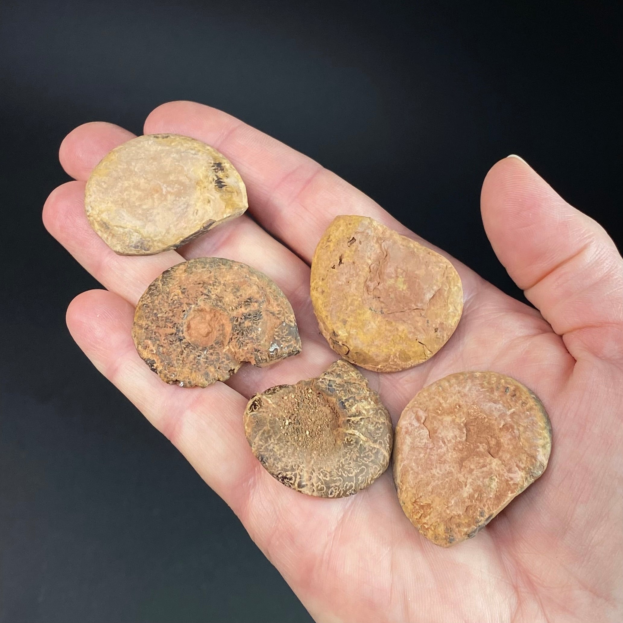 Cut and Polished Agatized Ammonite Half