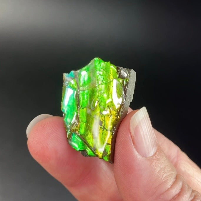 Canadian Korite Ammolite Hand Specimen