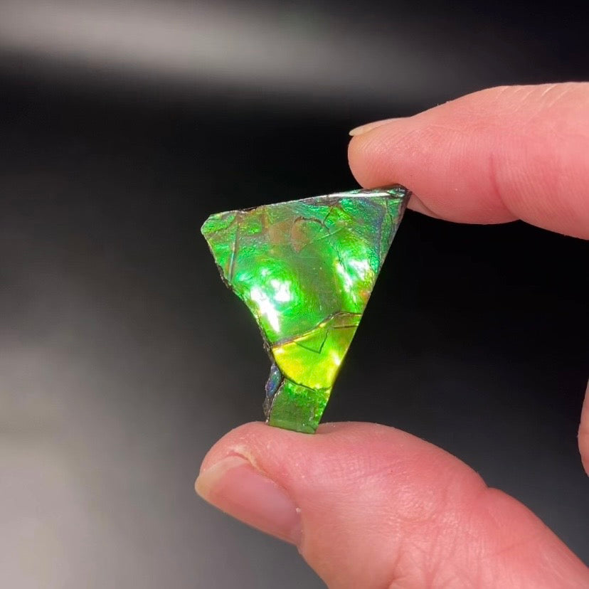 Green Canadian Korite Ammolite Hand Specimen