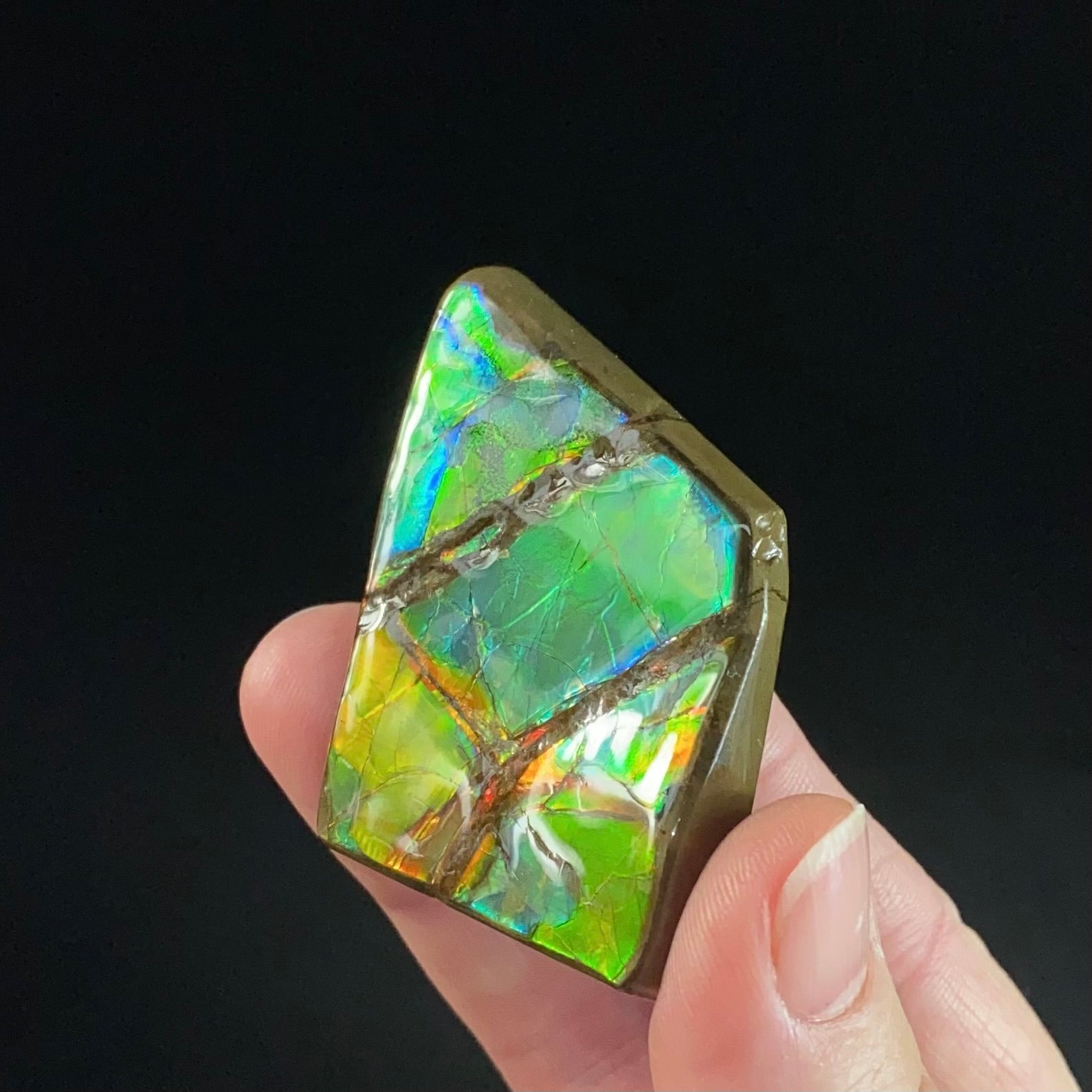 Canadian Korite Ammolite Hand Specimen in Display Box