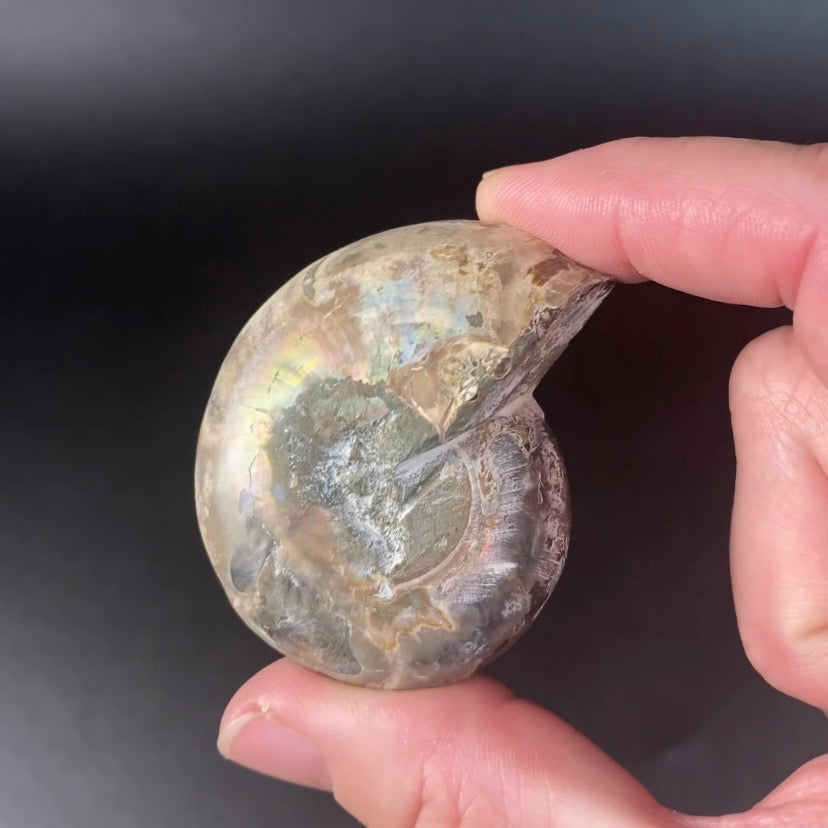 Polished Ammonite Pair from Madagascar with Iridescent Shell