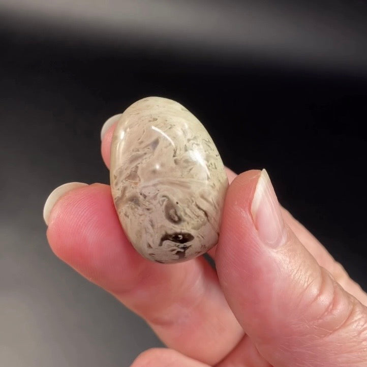 ONE Fossilized Palm Root Tumble Stone