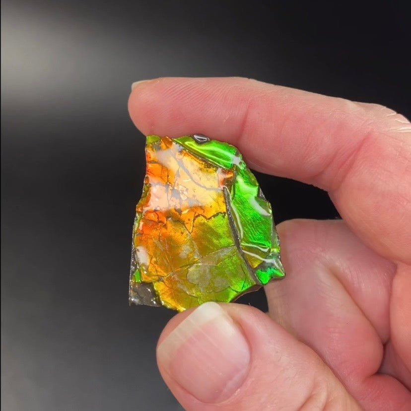 Canadian Korite Ammolite Hand Specimen