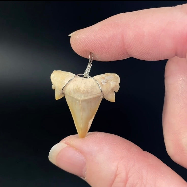 Fossil Mackerel Shark Tooth Wire Pendant