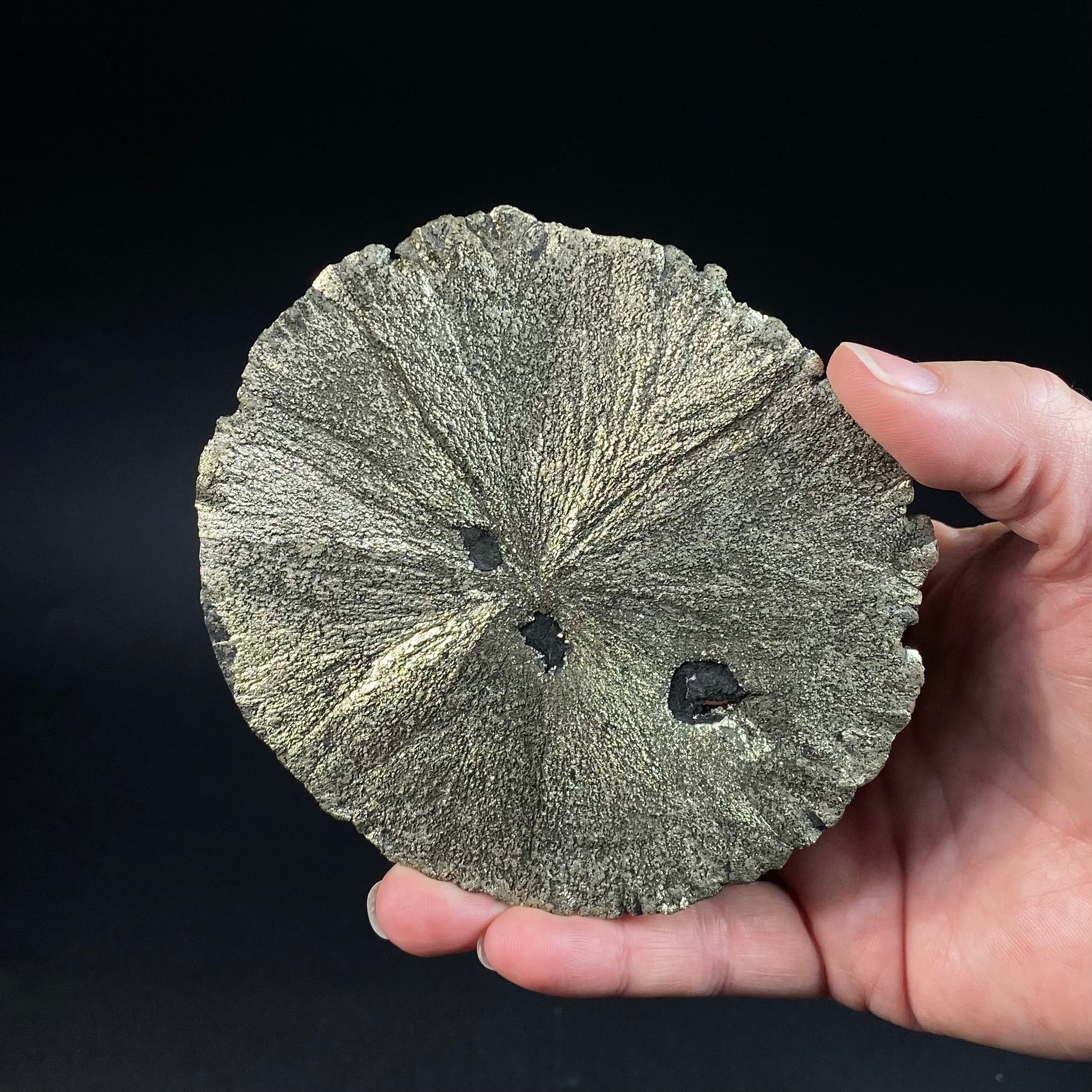 Pyrite Sun Dollar Specimen 350 Million Years Old, Sparta, Illinois