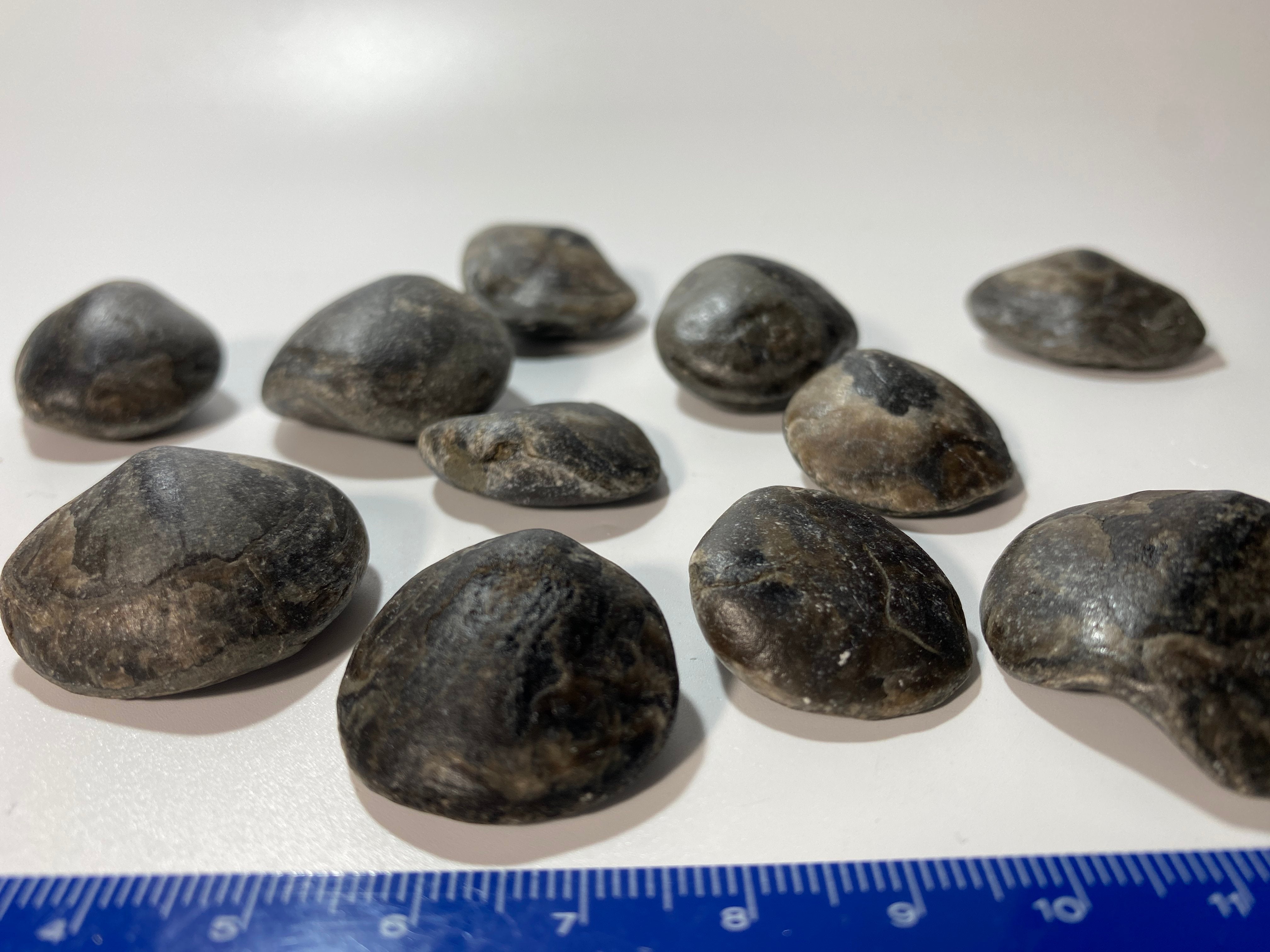 Middle Devonian Brachiopod Athyris Spiriferiodes, Erie County, New York, Lot of THREE