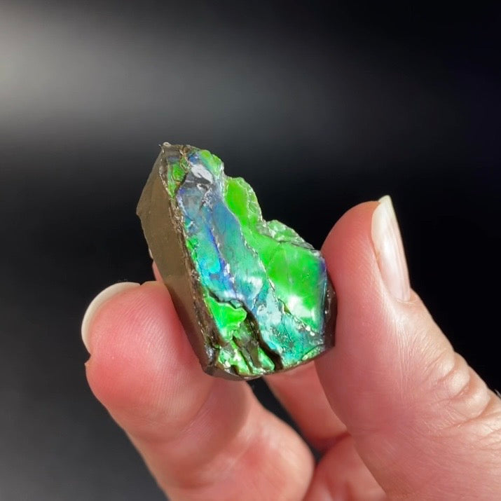 Canadian Korite Ammolite Hand Specimen