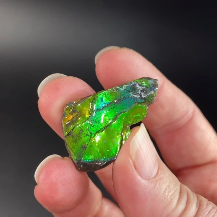Canadian Korite Ammolite Hand Specimen