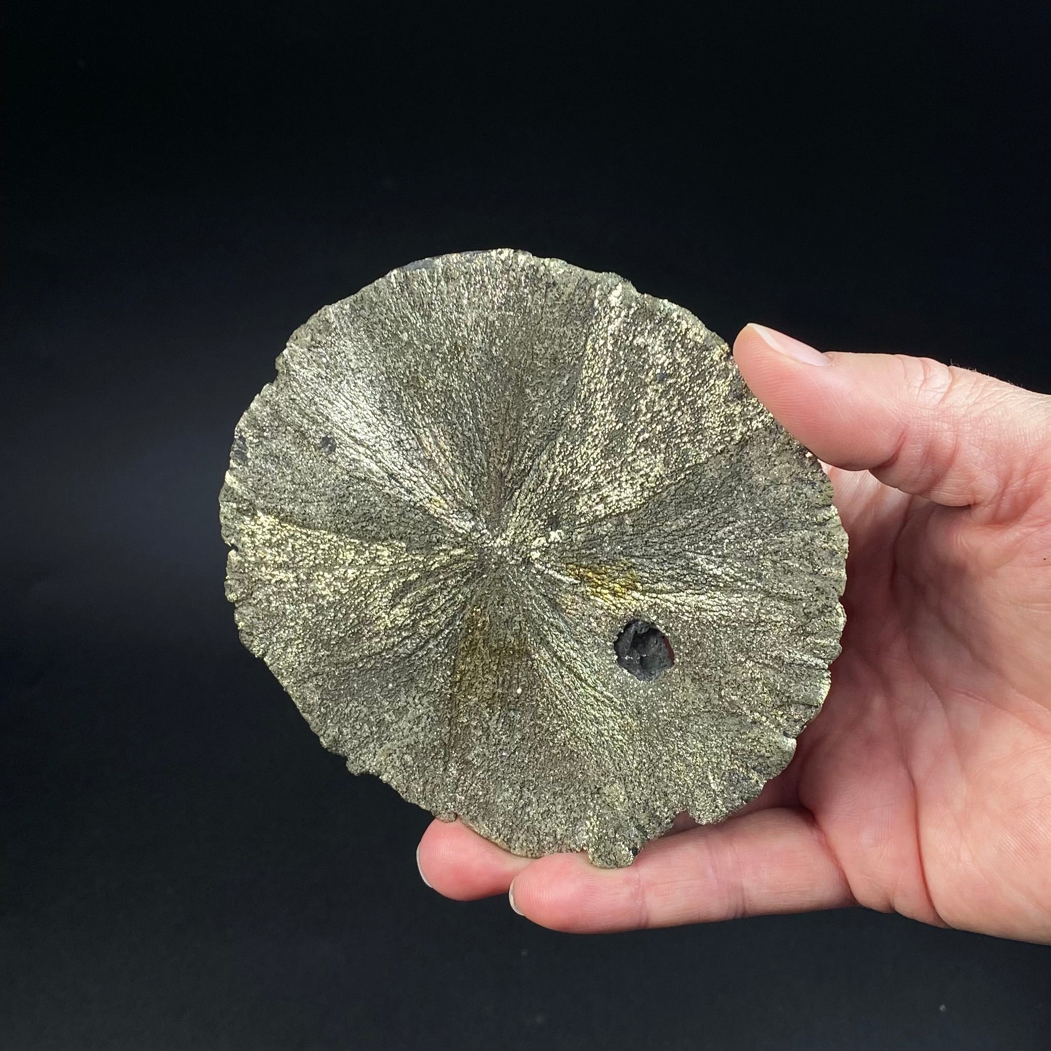 Pyrite Sun Dollar Specimen 350 Million Years Old, Sparta, Illinois