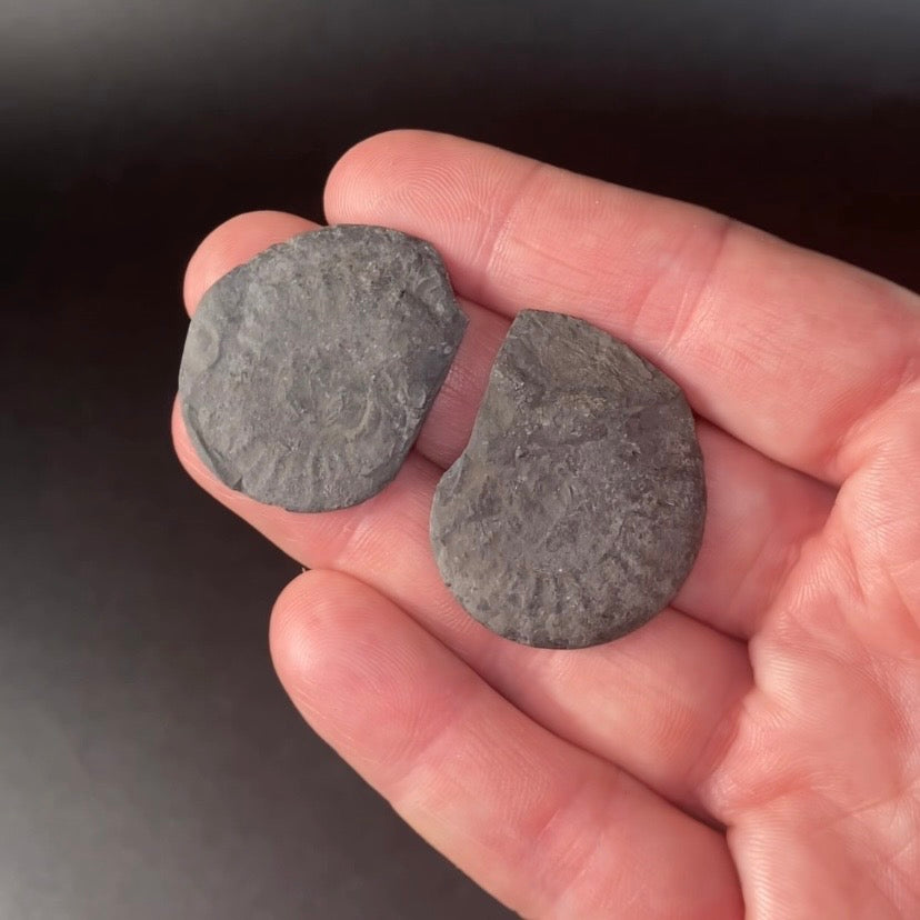 Polished Pyritized Ammonite Pair from Morocco