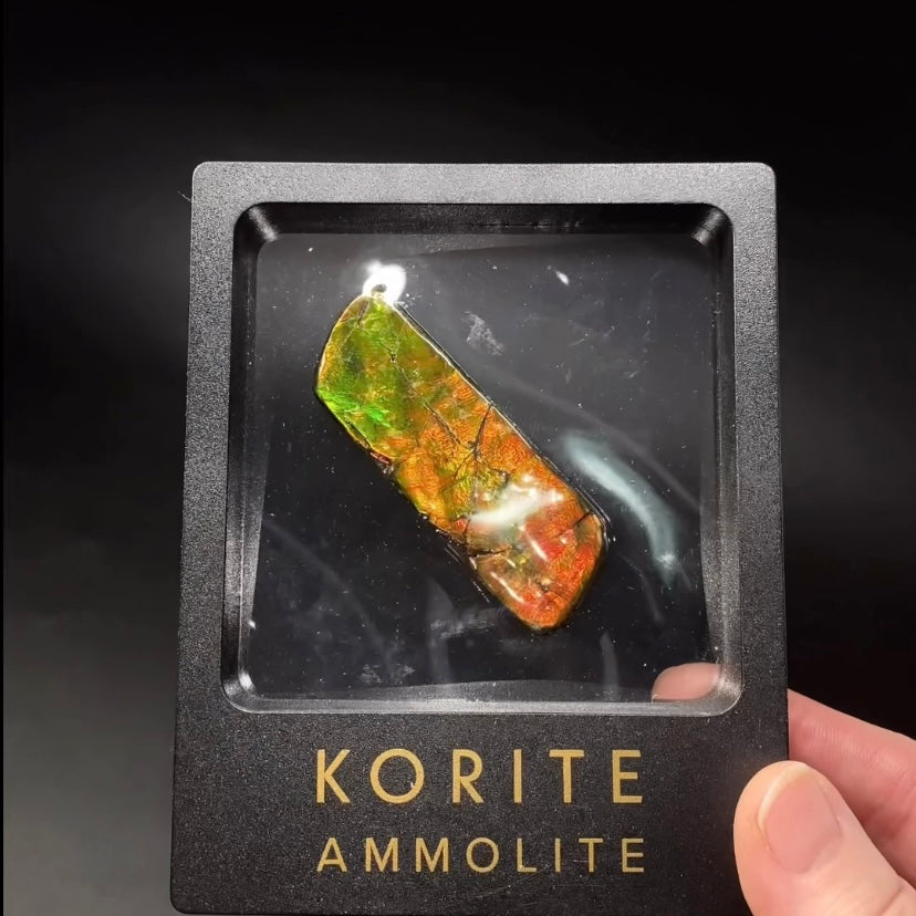 Canadian Korite Ammolite Hand Specimen in Display Box