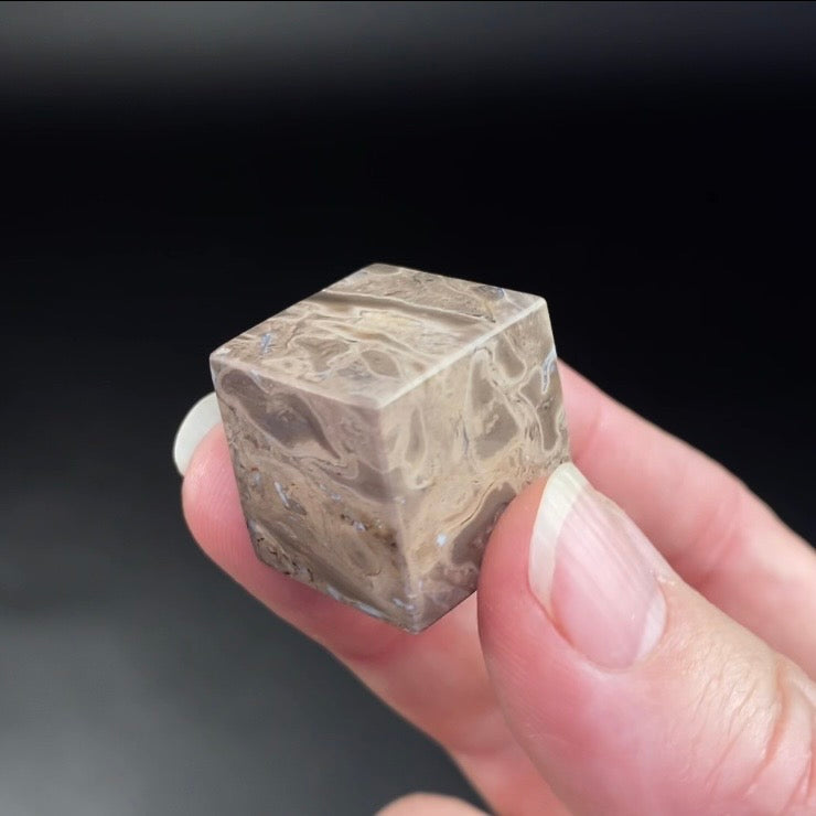 Fossilized Palm Root Polished Cube