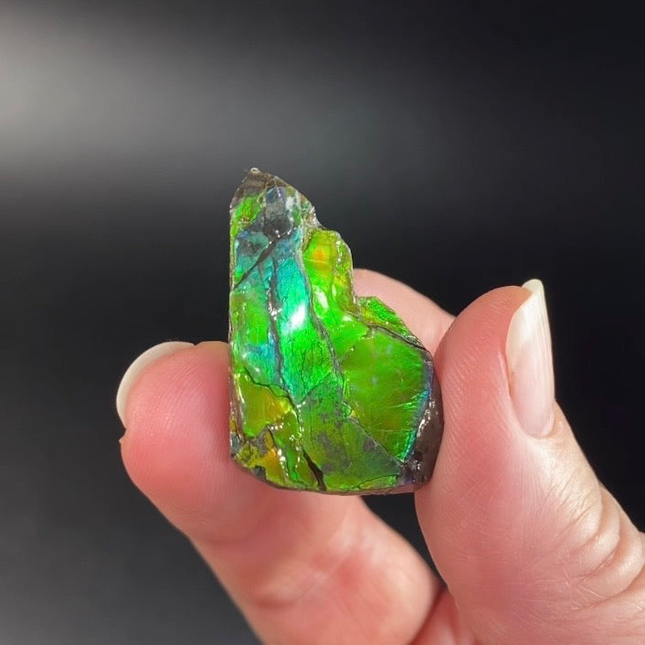 Canadian Korite Ammolite Hand Specimen