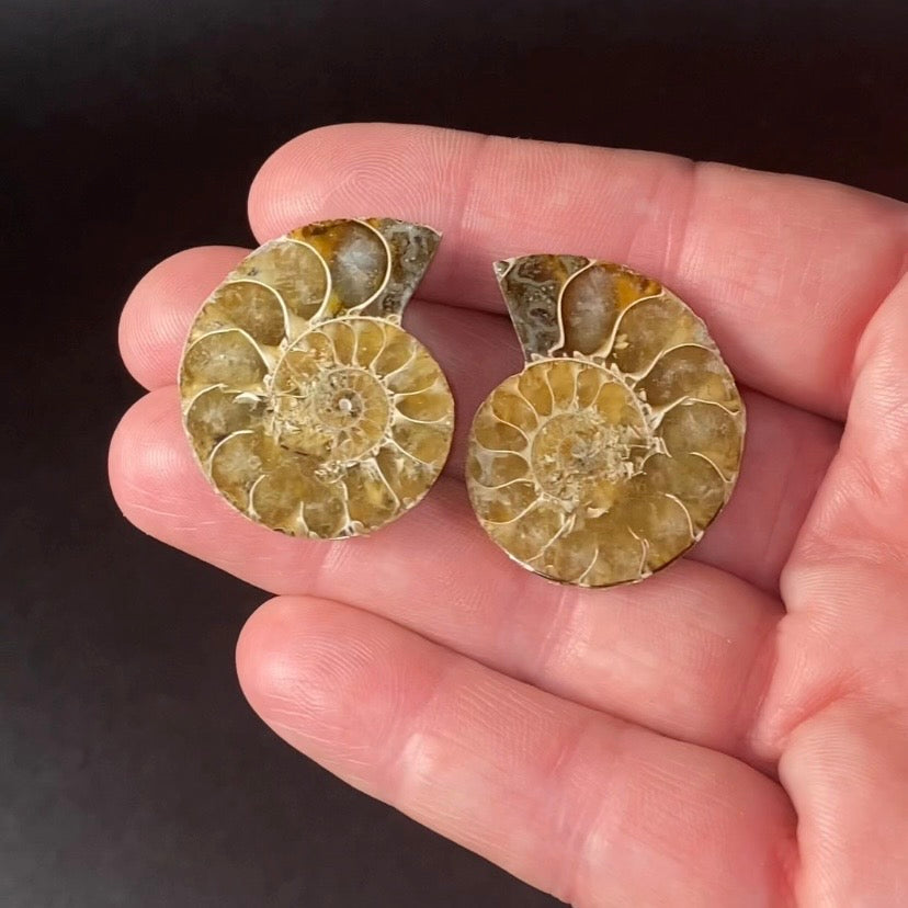 Cut & Polished Ammonite Pair from Madagascar - Light Colors