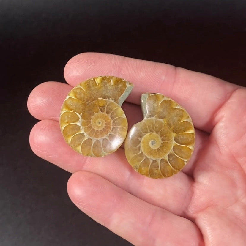 Cut & Polished Ammonite Pair from Madagascar - Light Colors