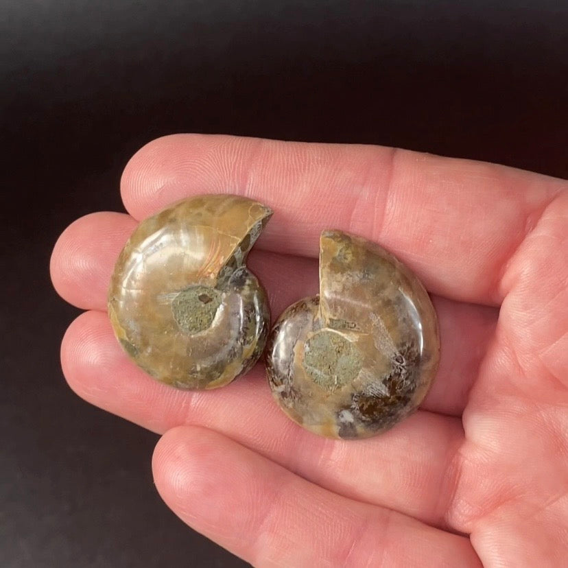 Cut & Polished Ammonite Pair from Madagascar