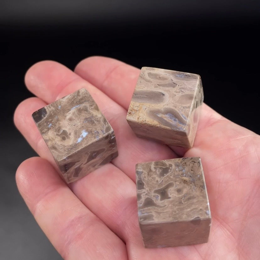 Fossilized Palm Root Polished Cube