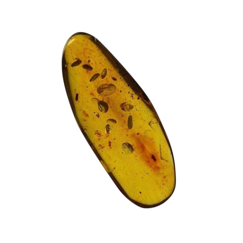 Polished Colombian Amber with Insect Inclusion from Cimitarra, Fluorescent