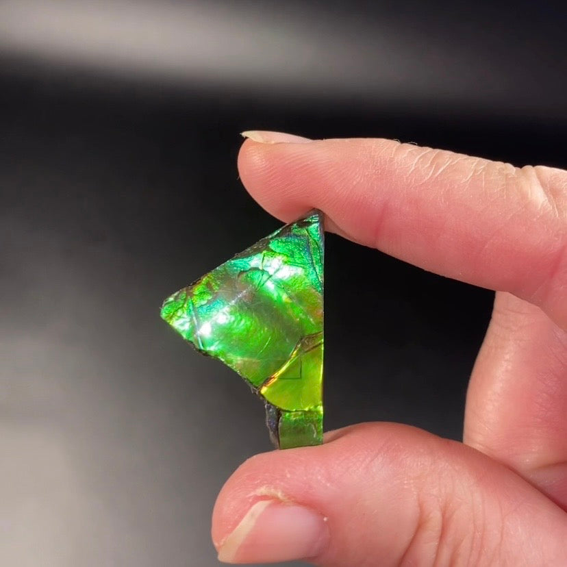 Green Canadian Korite Ammolite Hand Specimen