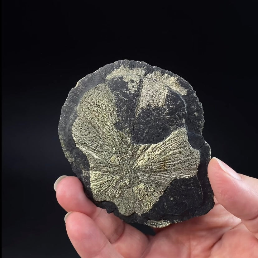 Pyrite Sun Dollar Specimen 350 Million Years Old, Sparta, Illinois