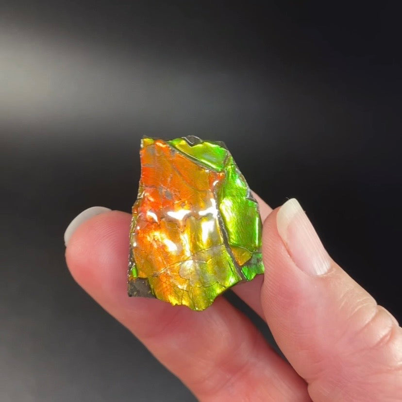 Canadian Korite Ammolite Hand Specimen