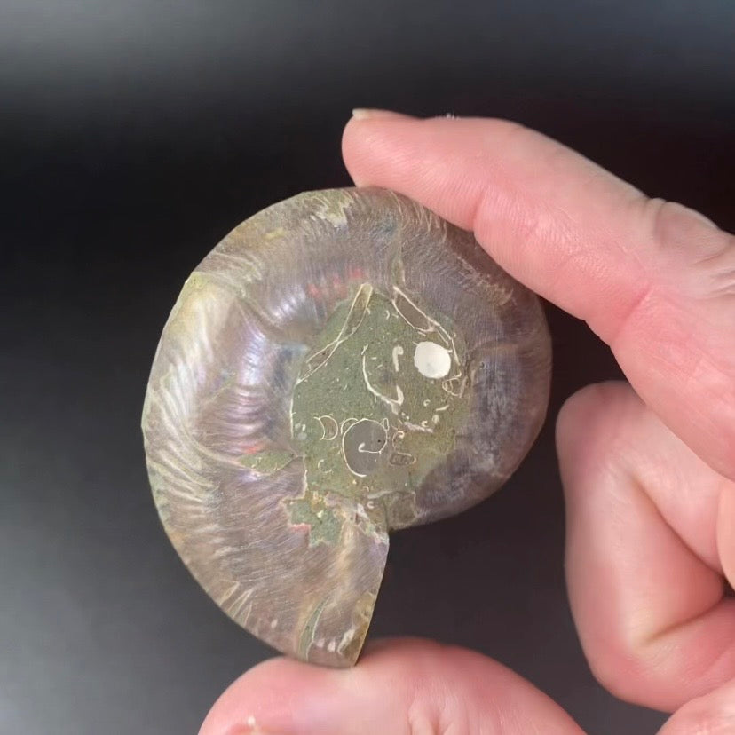 Polished Ammonite Pair from Madagascar with Iridescent Shell