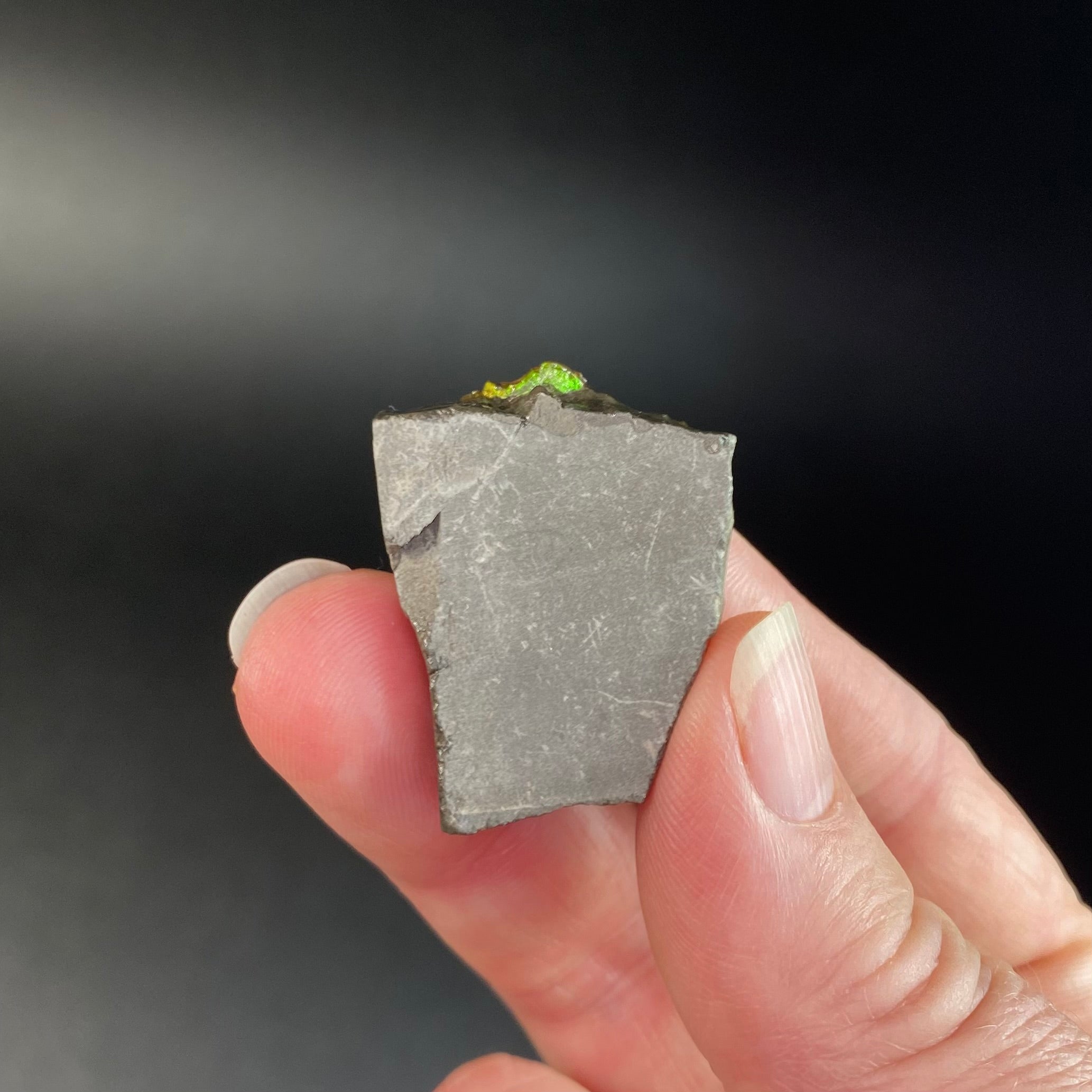 Canadian Korite Ammolite Hand Specimen