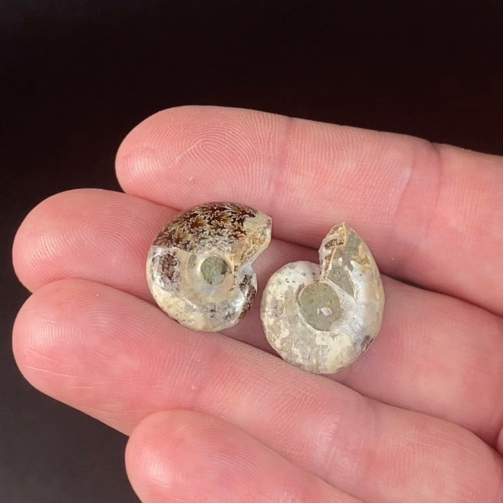 Cut & Polished Ammonite Pair from Madagascar - Small Size for Jewelry