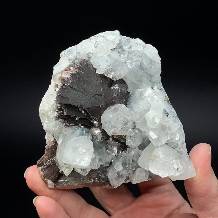 Rare Red-Brown Heulandite Fans with Clear Apophyllite Crystals in a Trimmed-out Pocket of Volcanic Basalt Matrix