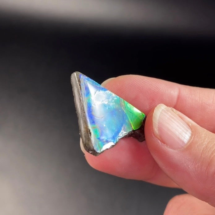 Green Canadian Korite Ammolite Hand Specimen