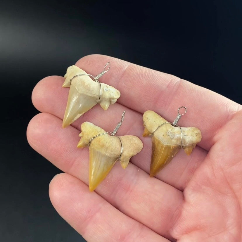 Fossil Mackerel Shark Tooth Wire Pendant
