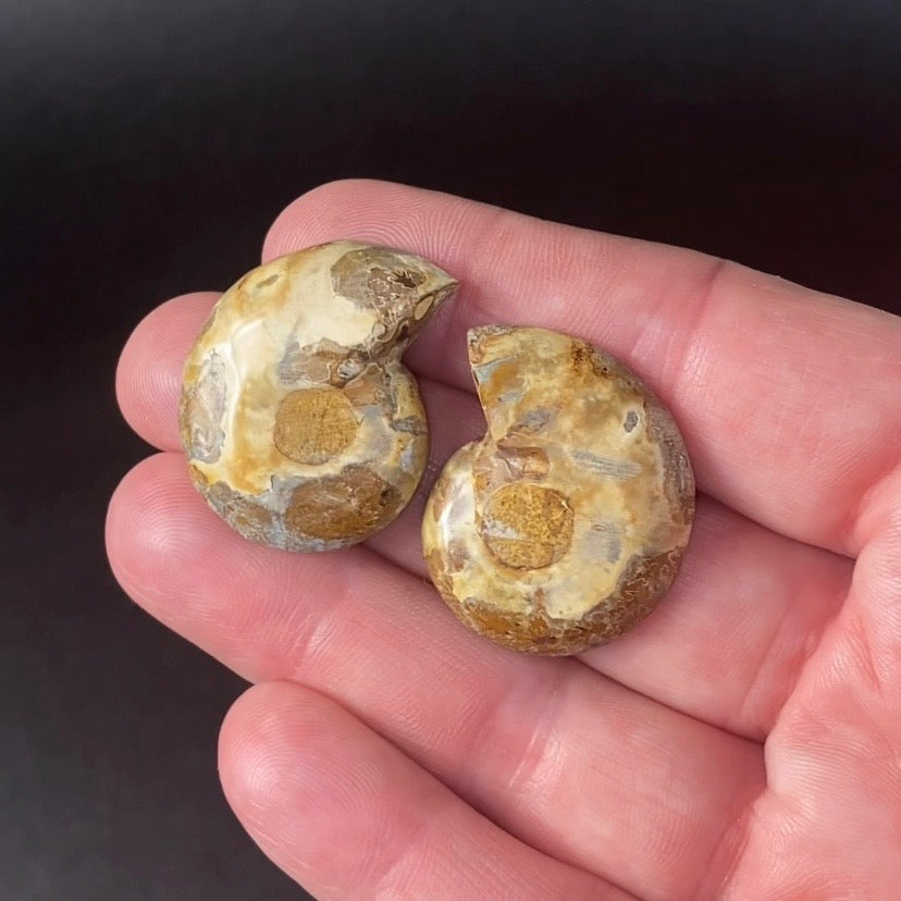 Cut & Polished Ammonite Pair from Madagascar