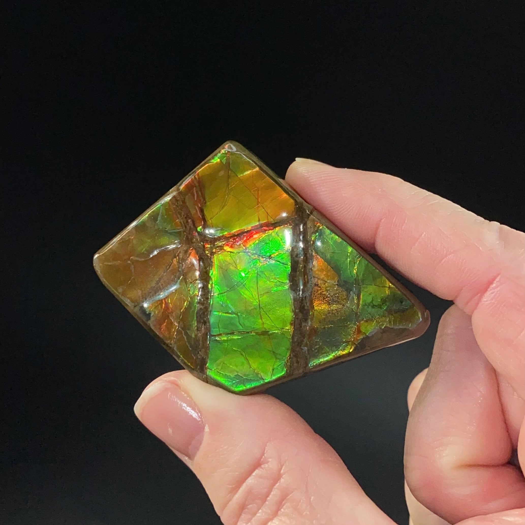 Canadian Korite Ammolite Hand Specimen in Display Box