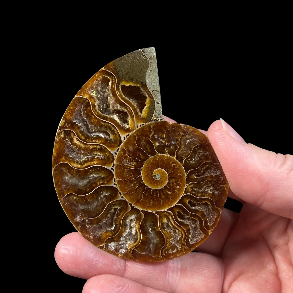 Polished Ammonite Pair from Madagascar with Iridescent Shell