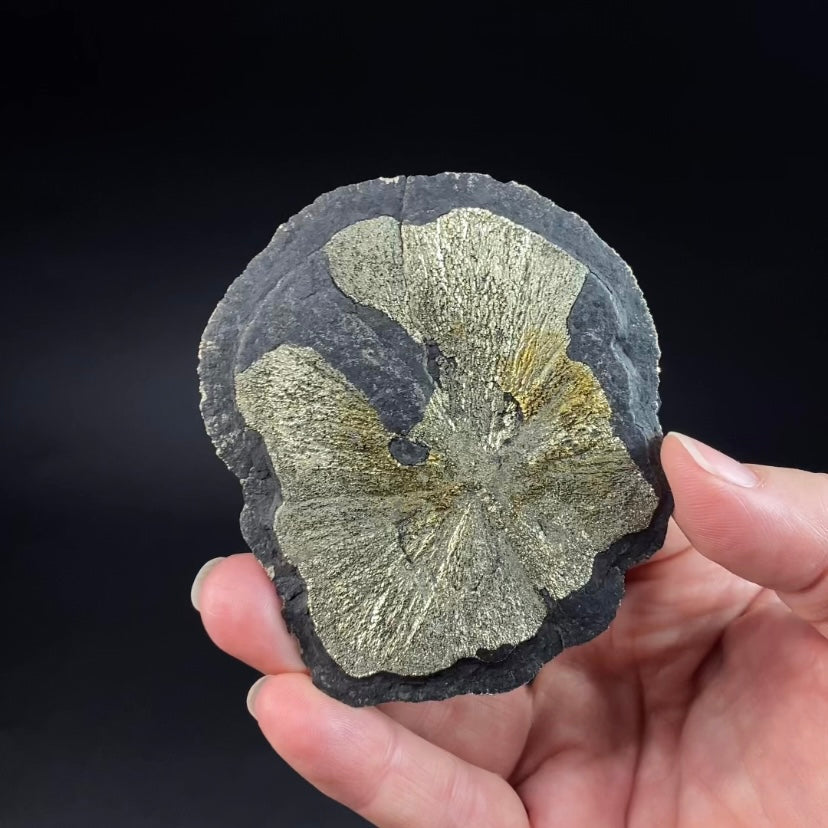 Pyrite Sun Dollar Specimen 350 Million Years Old, Sparta, Illinois