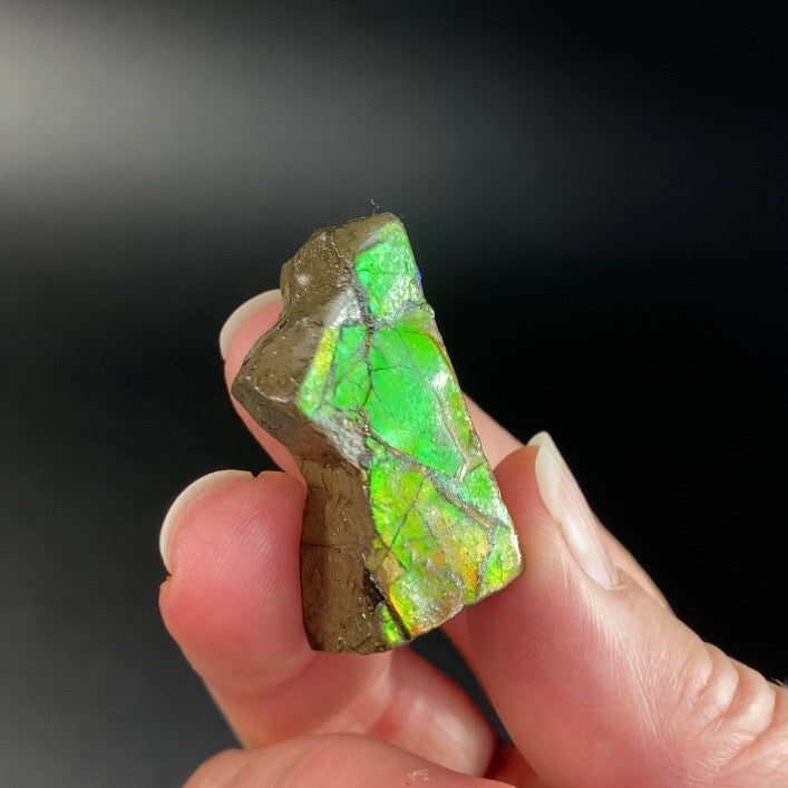 Orange and Green Canadian Korite Ammolite Hand Specimen