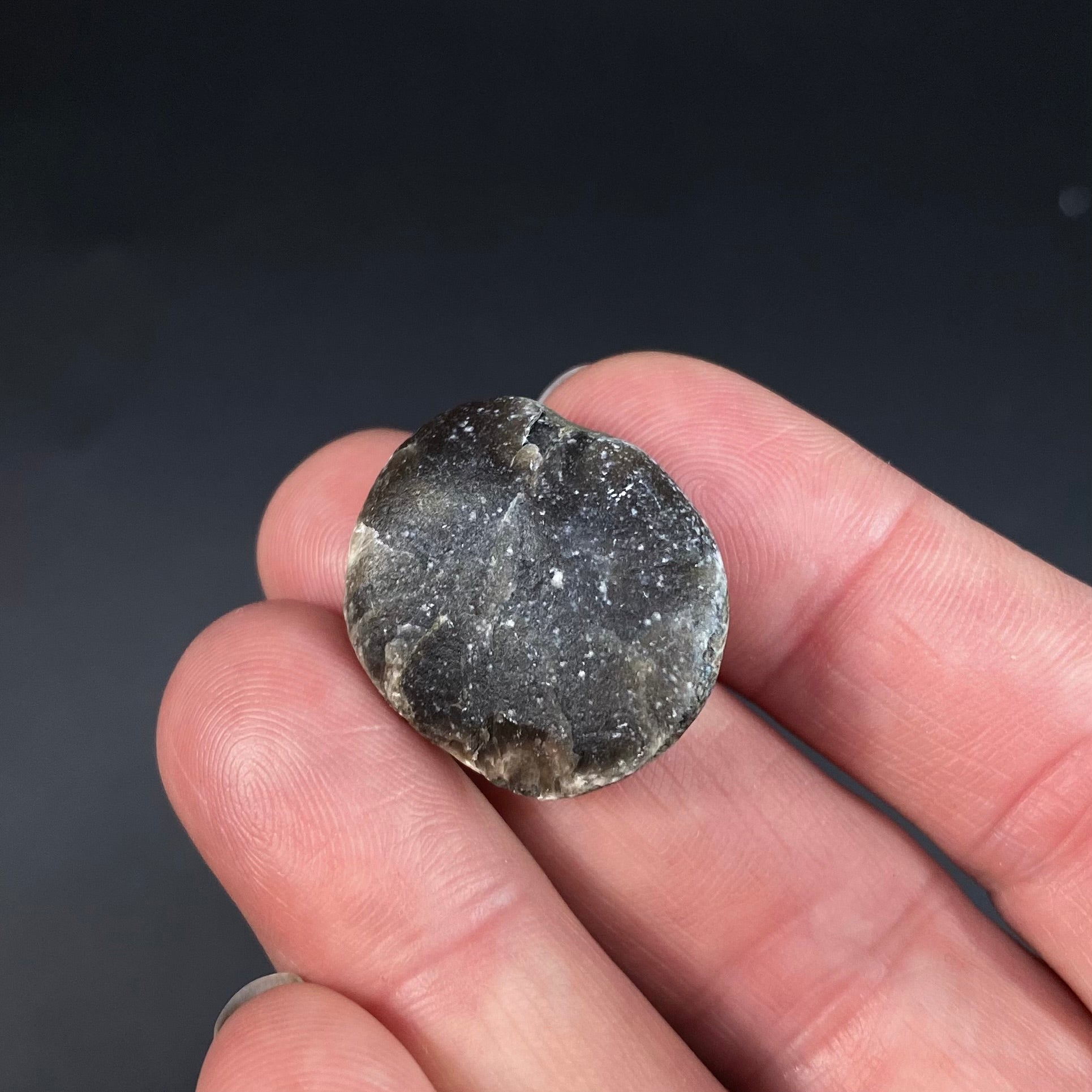 Middle Devonian Brachiopod Athyris Spiriferiodes, Erie County, New York, Lot of THREE