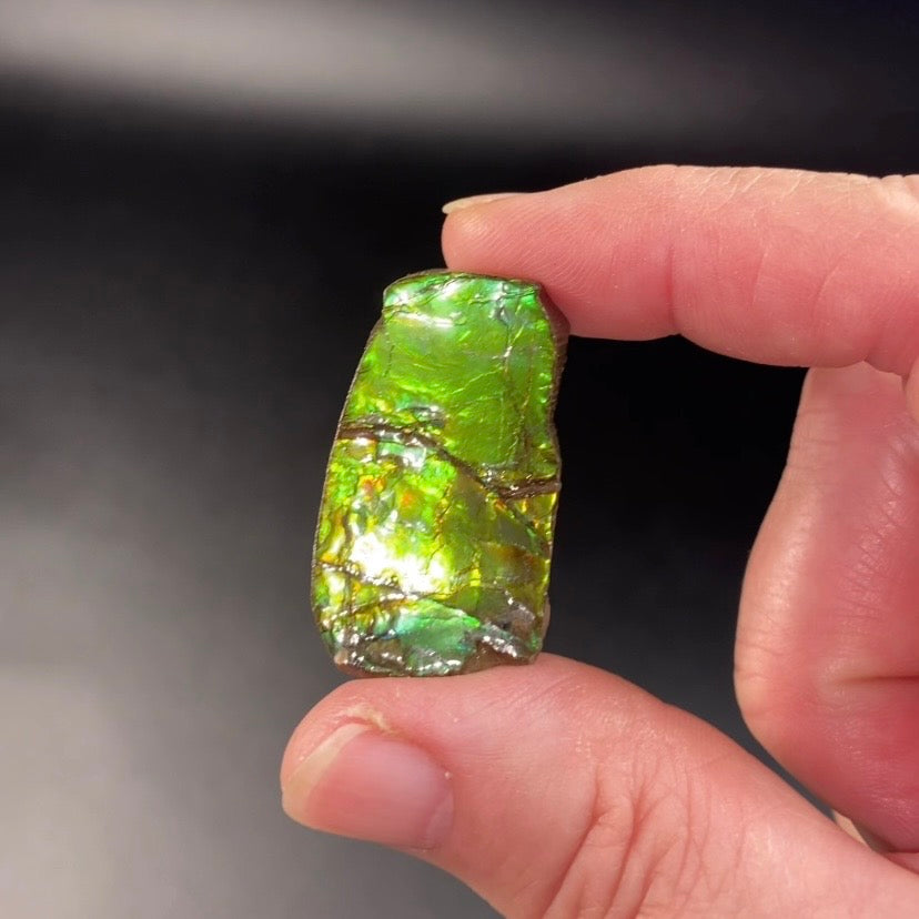 Green Canadian Korite Ammolite Hand Specimen