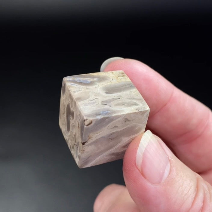 Fossilized Palm Root Polished Cube