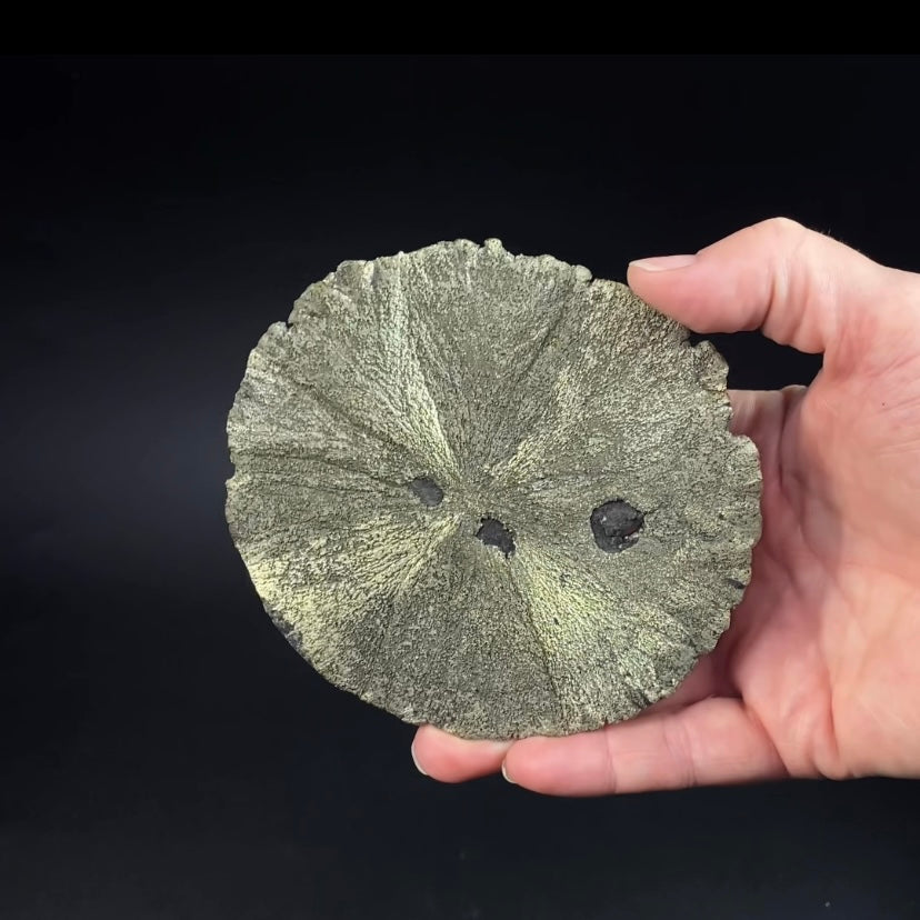 Pyrite Sun Dollar Specimen 350 Million Years Old, Sparta, Illinois