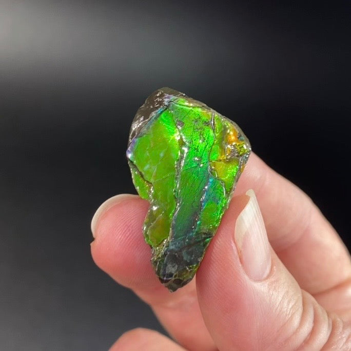 Canadian Korite Ammolite Hand Specimen