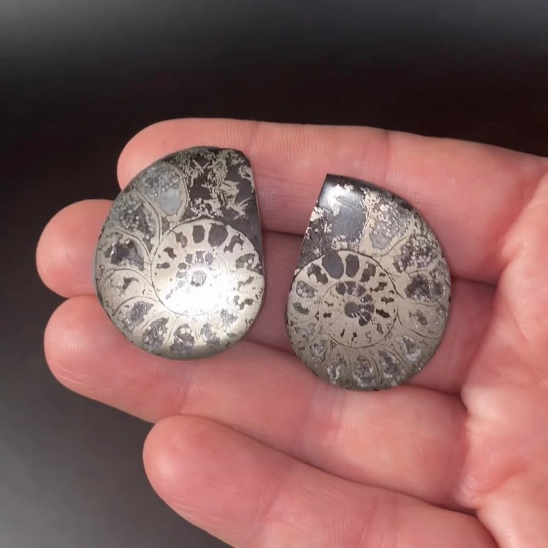 Polished Pyritized Ammonite Pair from Morocco