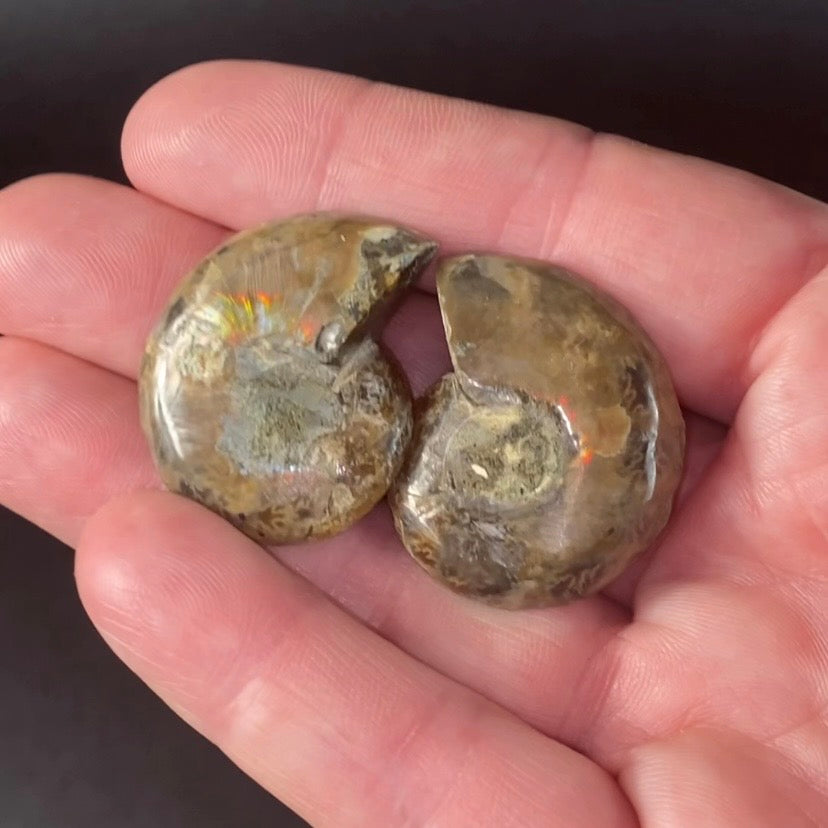 Cut & Polished Ammonite Pair from Madagascar