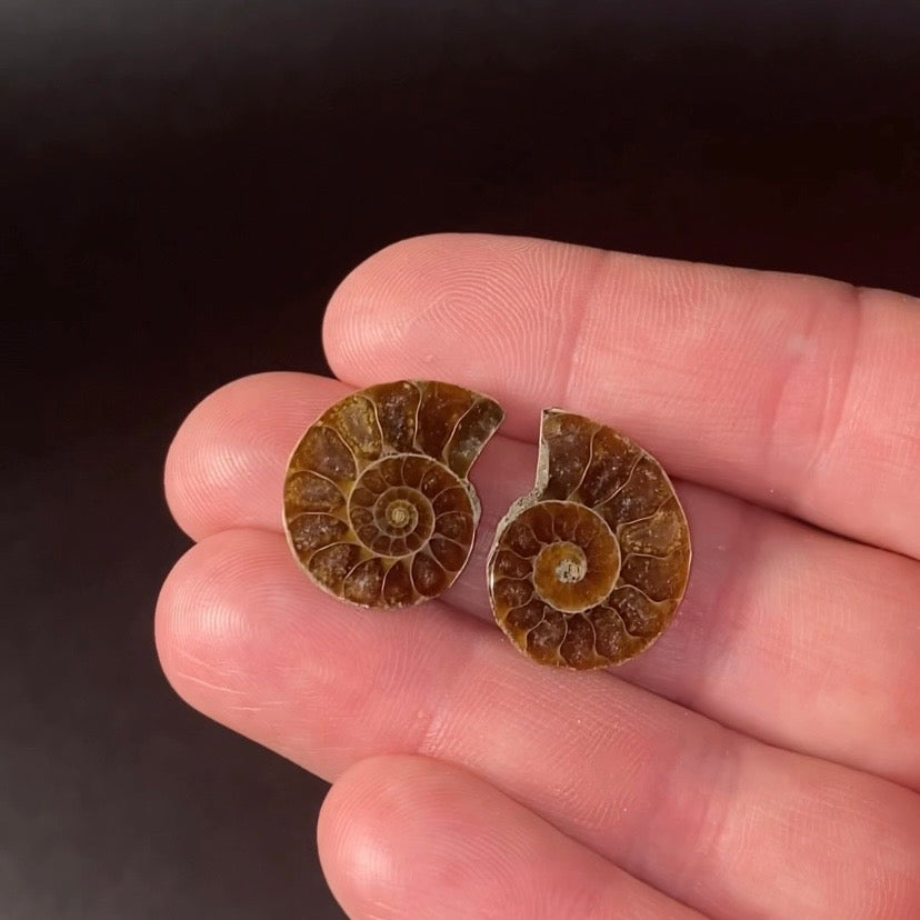 Cut & Polished Ammonite Pair from Madagascar - Small Size for Jewelry