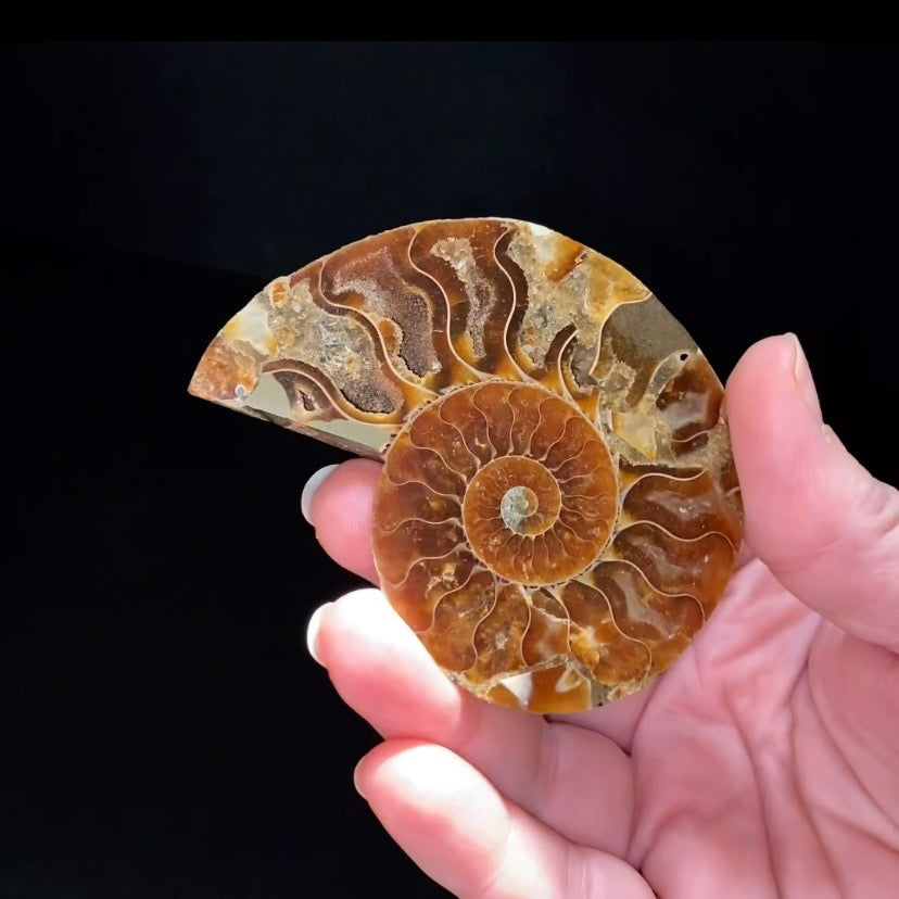 Polished Ammonite Pair from Madagascar with Iridescent Shell