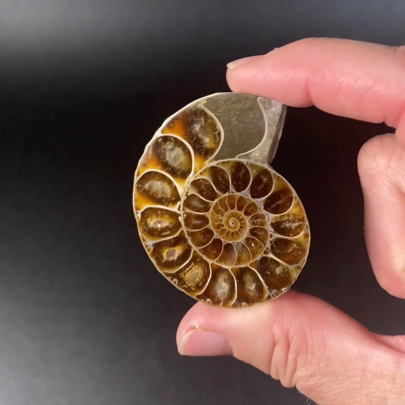 Polished Ammonite Pair from Madagascar with Iridescent Shell