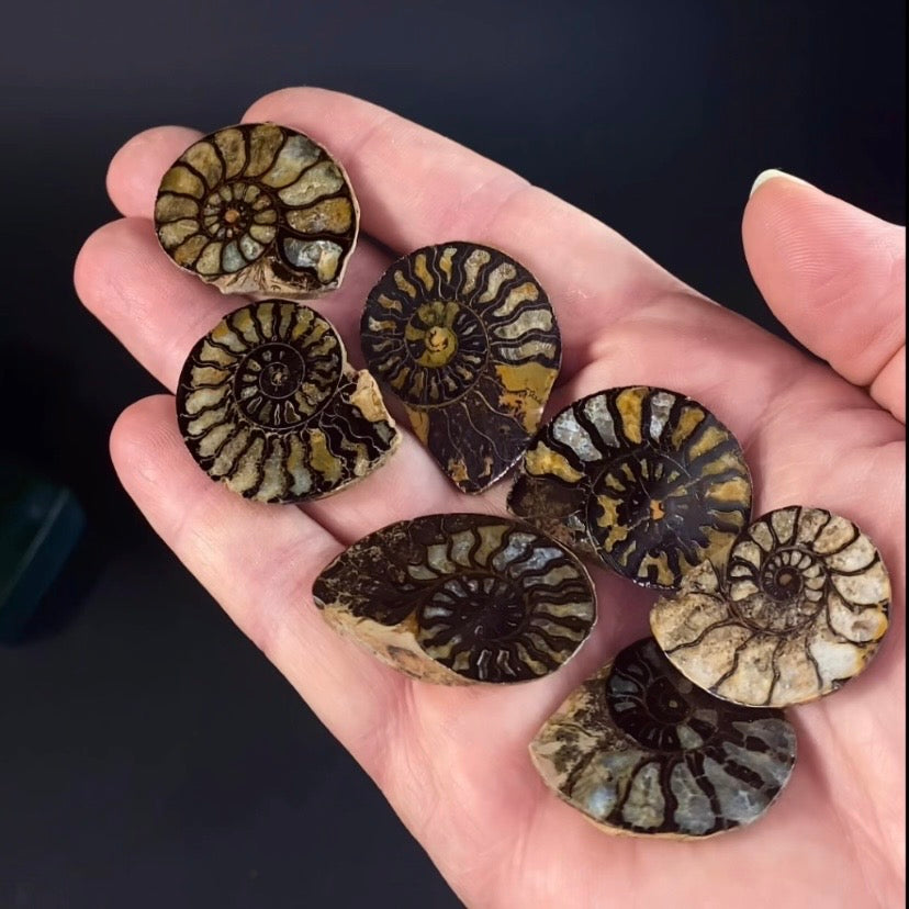 Cut and Polished Agatized Ammonite Half